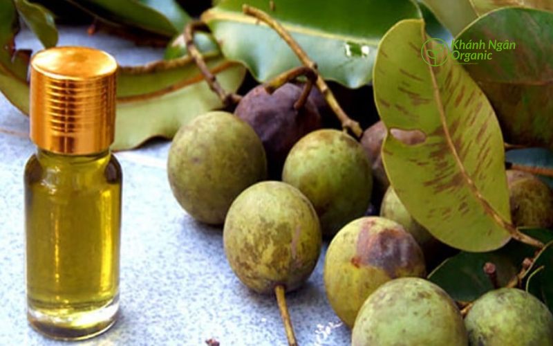 Dầu mù u có tác dụng gì | 5 công dụng không ngờ 3 Dầu mù u dạng nước